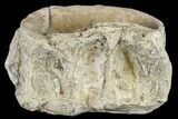 Cretaceous Fossil Fish (Xiphactinus) Vertebra - Kansas #113019-1